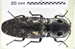 Foto (Dorsalansicht) von Alaus lusciosus (NHMW-ZOO-COL-0008186)